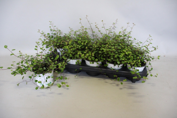 Overig 12 cm Muehlenbeckia complexa Minero