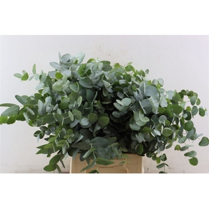 Euca Cinerea Short 150gr P Bunch S A