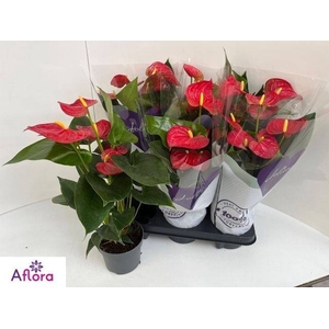 ANTHU AN BAMBINO RED