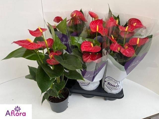 <h4>ANTHU AN BAMBINO RED</h4>