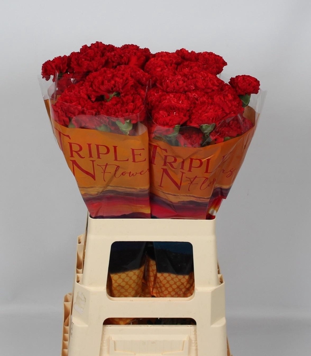 <h4>DI ST RED MOON+</h4>