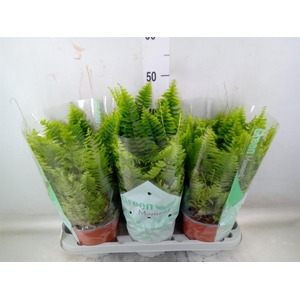 Nephrolepis exal. 'Green Moment'