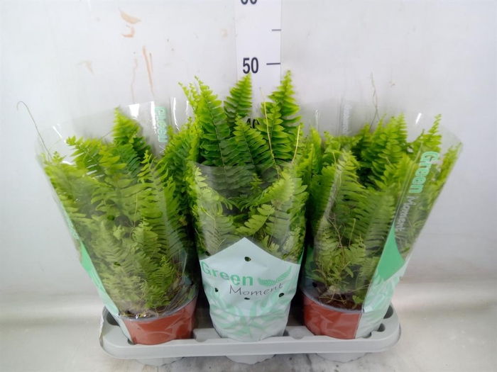 <h4>Nephrolepis exal. 'Green Moment'</h4>