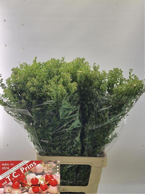 <h4>SPIR NIP SNOWMOUND</h4>