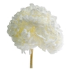 Hydrangea white stabi