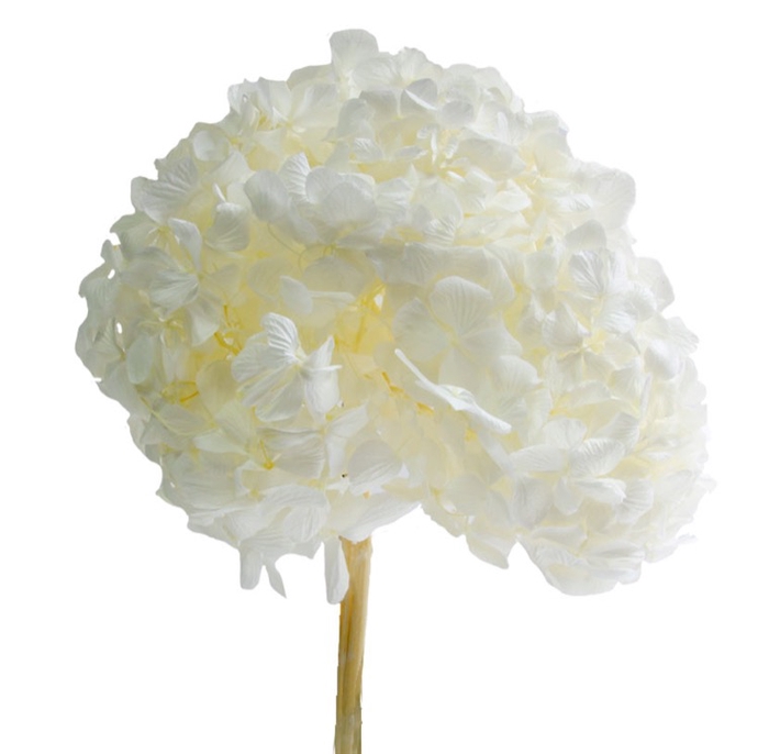 Hydrangea white stabi