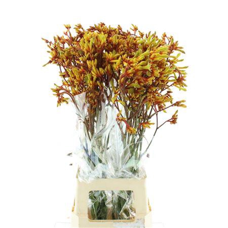 <h4>Anigoz Gold Fever</h4>