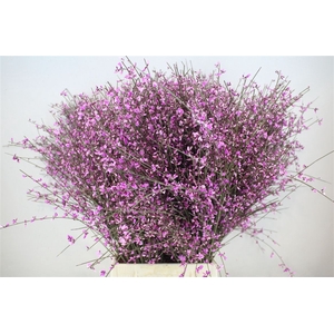 Ginster 400gr Lilac P Bunch