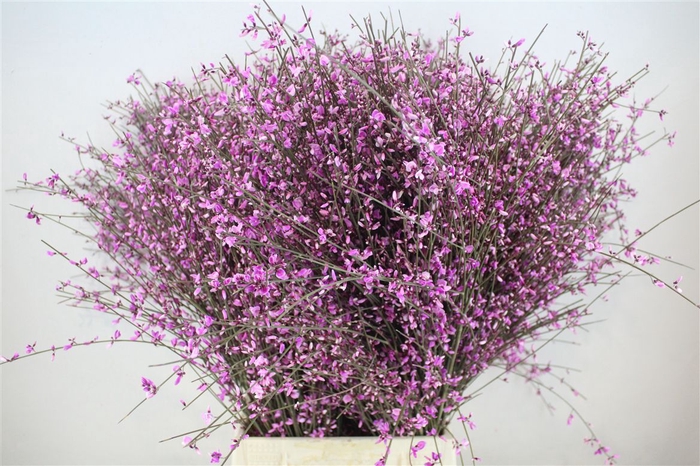 <h4>Ginster 400gr Lilac P Bunch</h4>