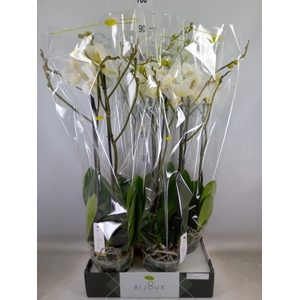 Phalaenopsis   ...white