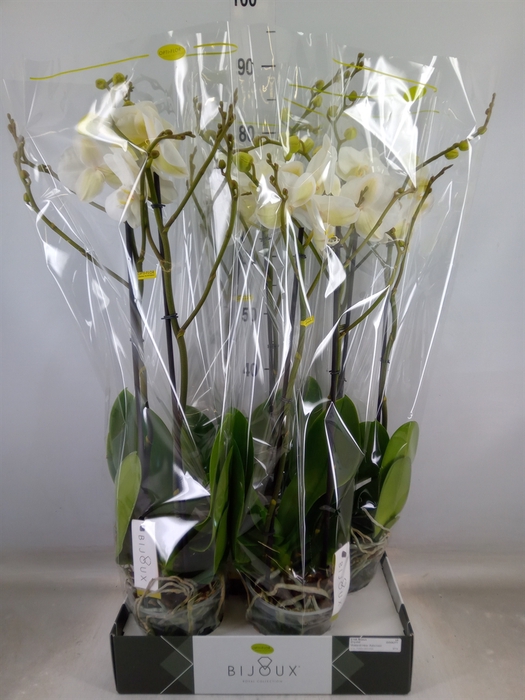 <h4>Phalaenopsis   ...white</h4>