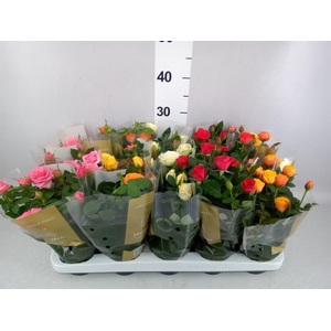 Rosa  'Kordana Grande'   ...mix