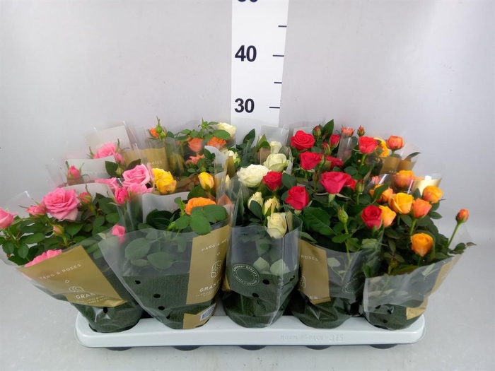 <h4>Rosa  'Kordana Grande'   ...mix</h4>