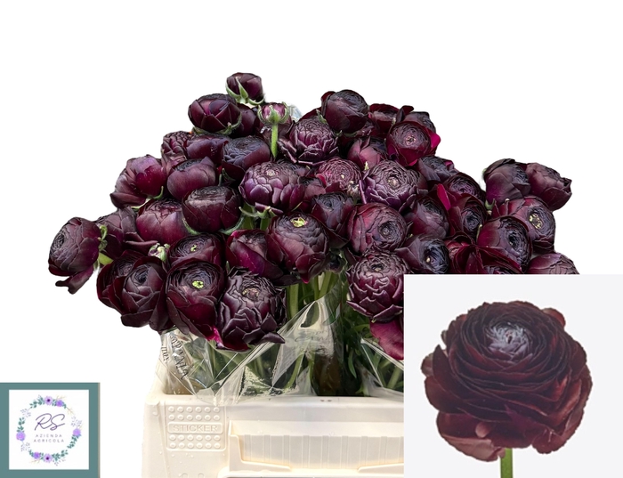 <h4>RANUNCULUS OV</h4>