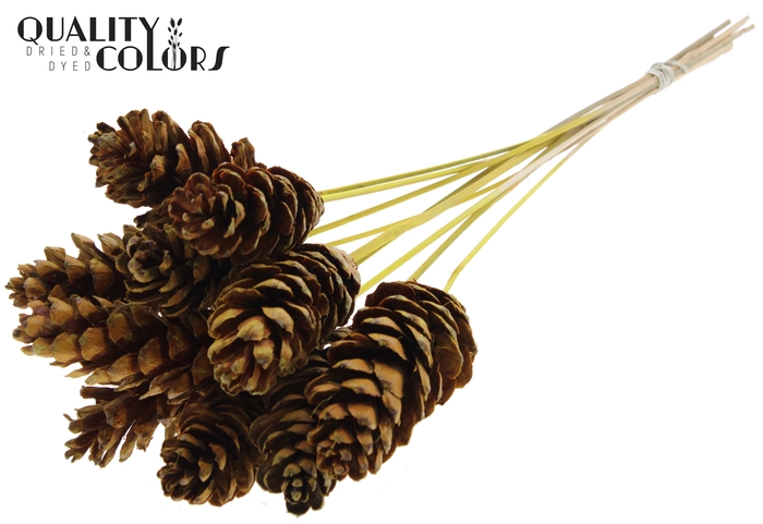 Strobus 10-15cm on stem Yellow