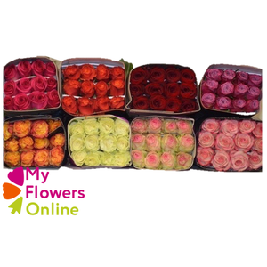 R Gr Mixed Assorted 40cm EC