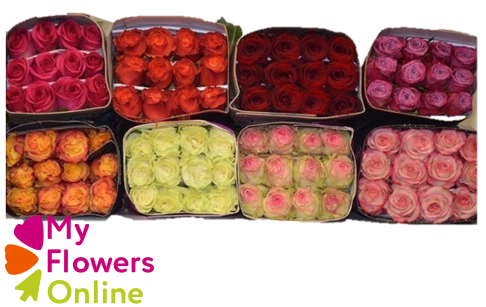 <h4>R Gr Mixed Assorted 40cm EC</h4>