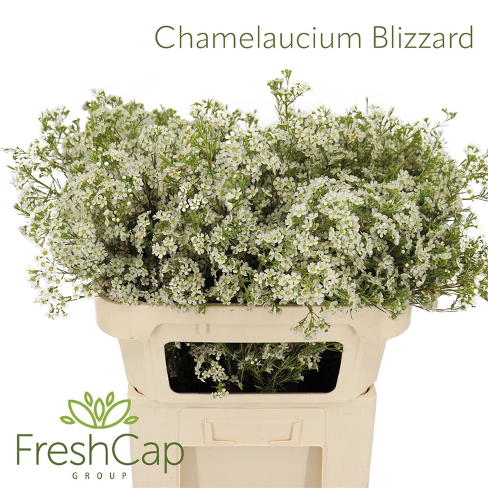 Chamelaucium Blizzard