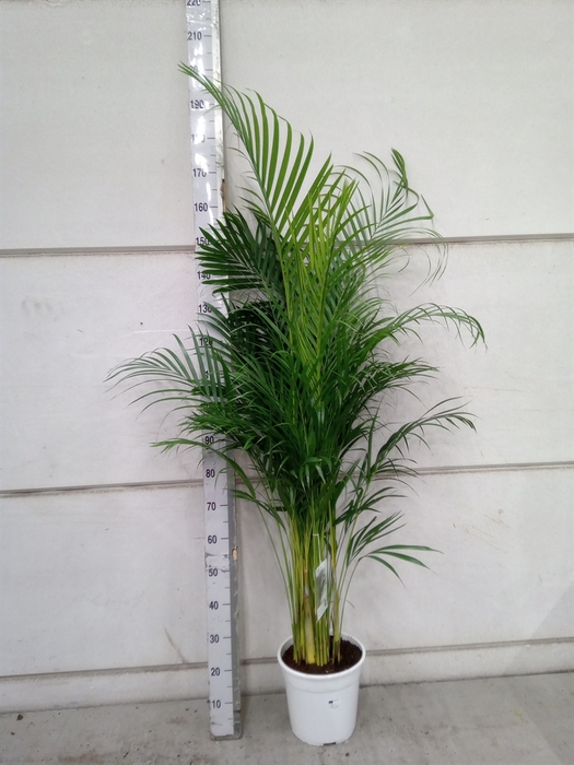 <h4>Dypsis lutescens   ...Chrysalidoca</h4>