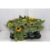 GIRASSOL MINI SUN BRIGHT P11