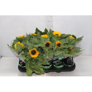 GIRASSOL MINI SUN BRIGHT P11