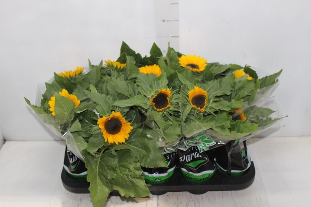 <h4>GIRASSOL MINI SUN BRIGHT P11</h4>