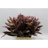 Cordyline Red Tips