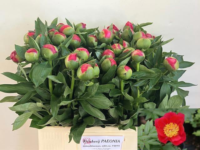 <h4>PAEO HH FLAME</h4>