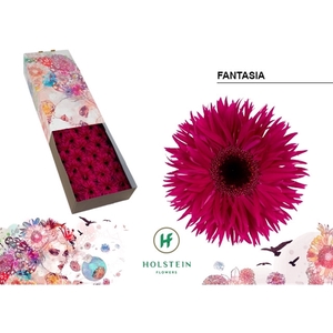 Ge Gr Spider Fantasia Box Holstein