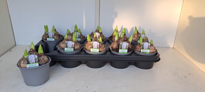 <h4>HYACIN WHITE PEARL</h4>