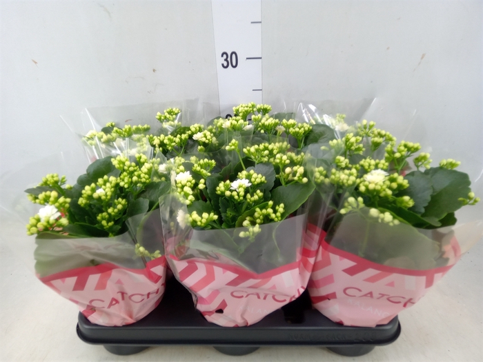 <h4>Kalanchoe blos. 'RosDon Alano'</h4>