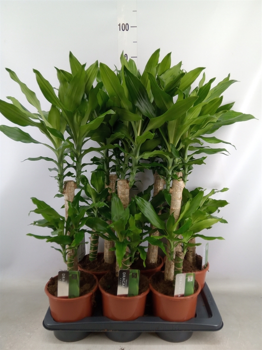 <h4>Dracaena frag. 'Steudneri'</h4>