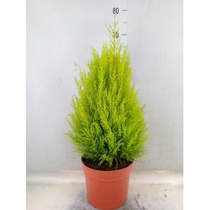 Cupressus macro. 'Goldcrest Wilma'