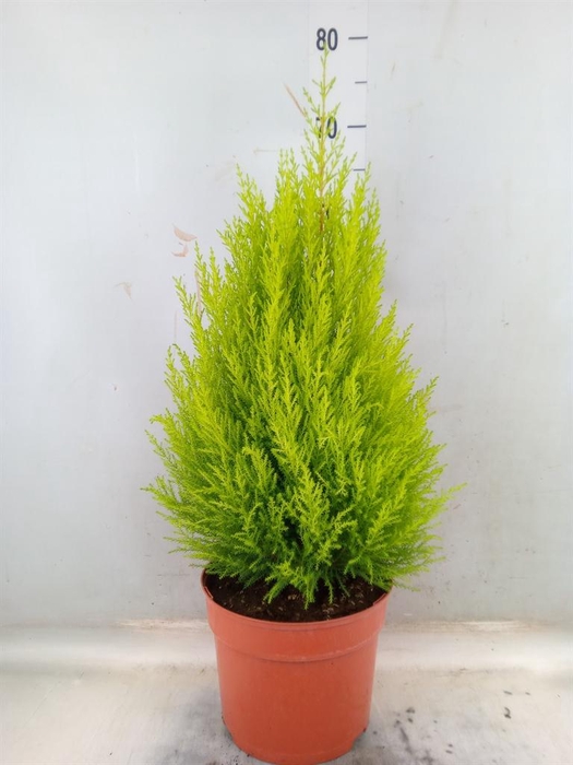 <h4>Cupressus macro. 'Goldcrest Wilma'</h4>