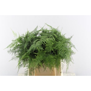 Asparagus Setaceus L45