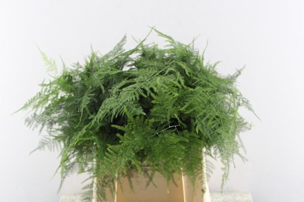 <h4>Asparagus Setaceus L45</h4>