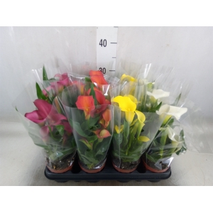 Zantedeschia   ...mix