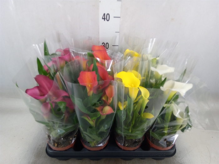<h4>Zantedeschia   ...mix</h4>