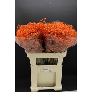 Gyps Grof Oranje
