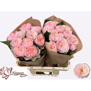 R GR TENDER LOVE