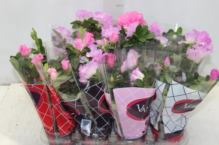 <h4>AZALEIA P09</h4>