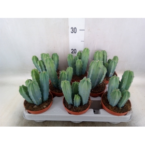 Cereus   ...