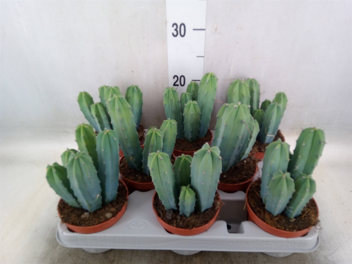 <h4>Cereus   ...</h4>