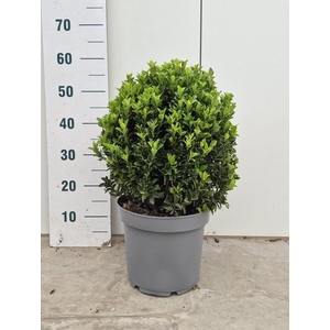 EUONYMUS JA GR SPIRE