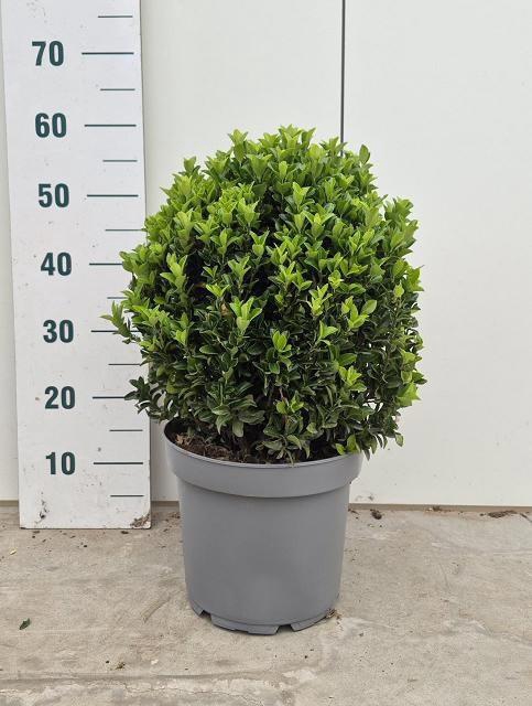 <h4>EUONYMUS JA GR SPIRE</h4>