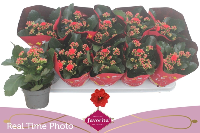 <h4>KAL GE PERFECTA RED</h4>