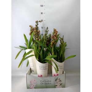Cymbidium  'Magic Vogel'