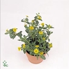 Sanvitalia Cuzco Compact Yellow