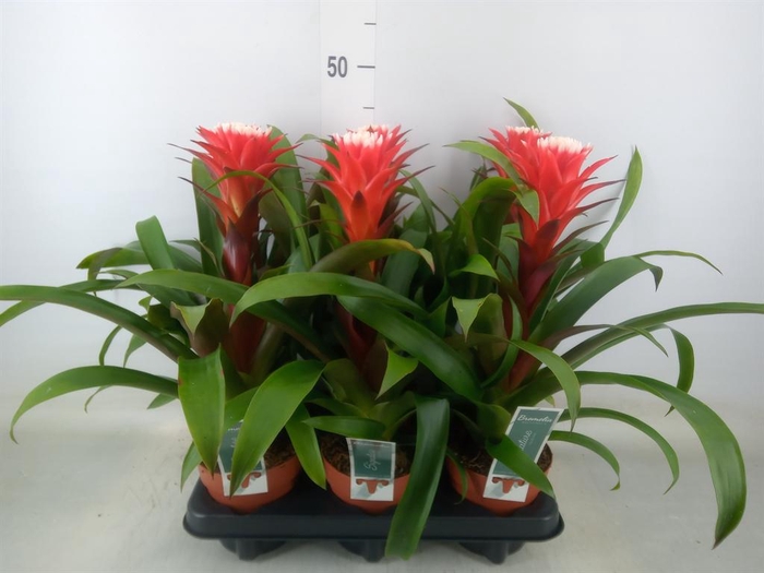 <h4>Guzmania  'Hope'</h4>