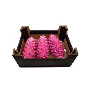 PINECONE SUGAR PINE PINK